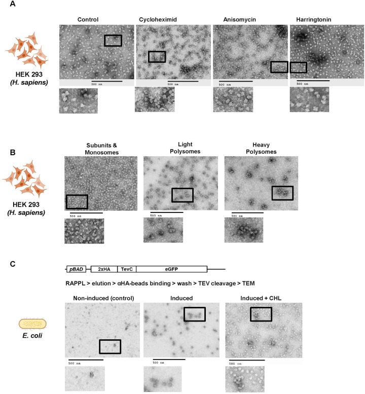 Fig. 4: