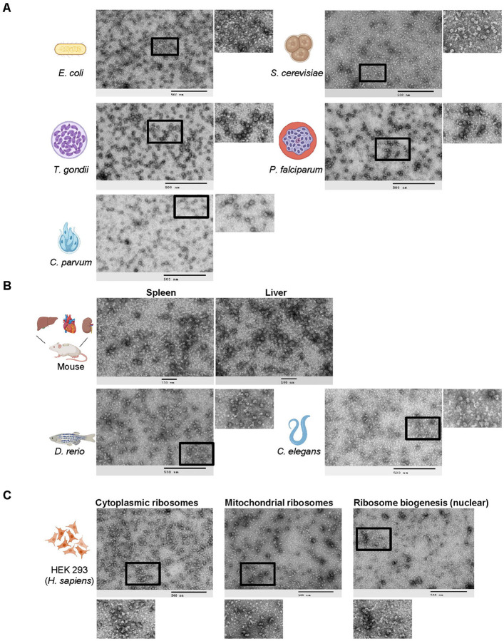 Fig. 3: