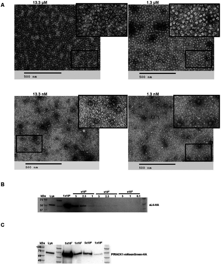 Fig. 2: