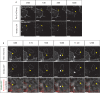 Figure 5—figure supplement 1.