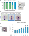 Figure 3—figure supplement 1.