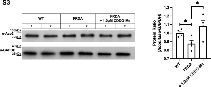 Supplemental Figure 2