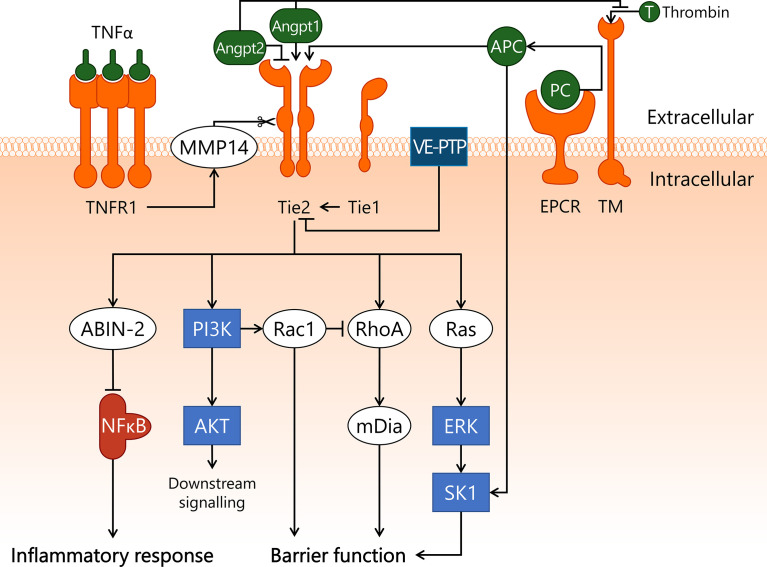 Figure 5