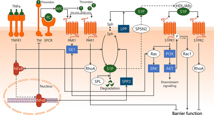 Figure 4