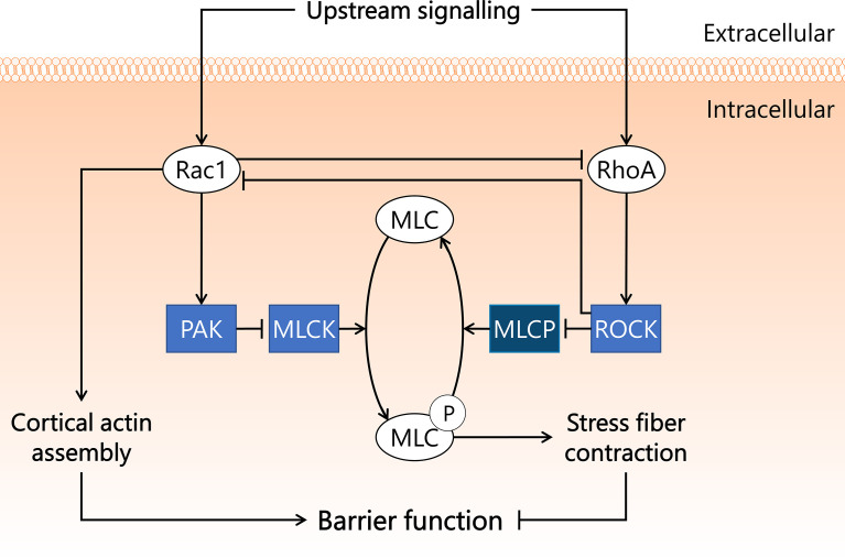 Figure 2