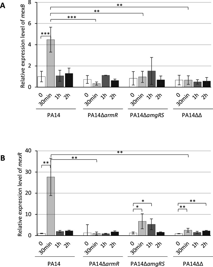 Bar graphs depicts relative expression levels of mexB and mexR over time in PA14 and mutant strains. mexB expression peaks at 30 minutes in PA14, while mutants depict reduced levels. mexR expression is highest in PA14, 30 minutes after CNA exposure.