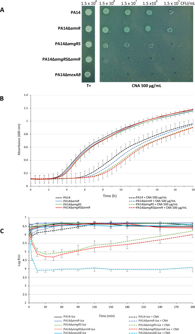 Spot assay depicts bacterial growth of PA14 and mutants on CNA 500 μg/mL. Growth curve and luminescence plots display effects of mutations on growth and luminescence over time in presence or absence of CNA.
