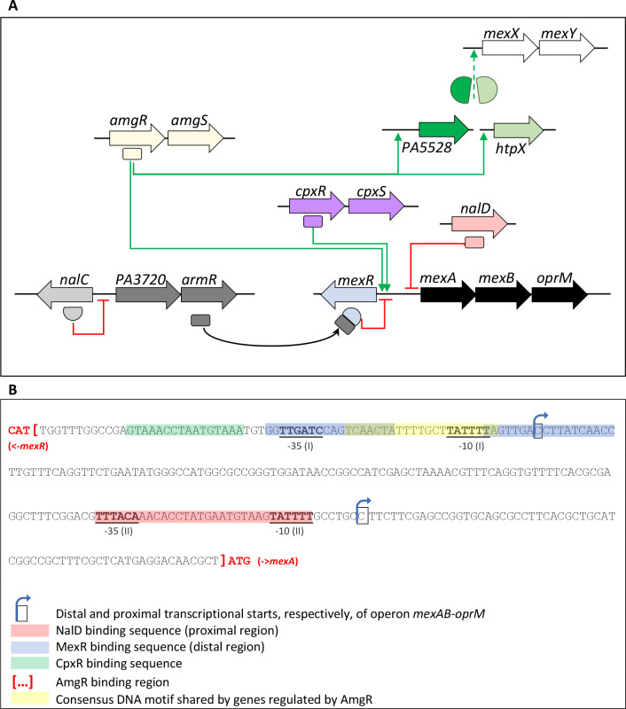 Regulatory network diagram depicts interactions among AmgR, CpxR, NalC, NalD, and MexR regulating the mexAB-oprM efflux operon. Binding sites for transcriptional regulators and consensus motifs are highlighted in nucleotide sequence.