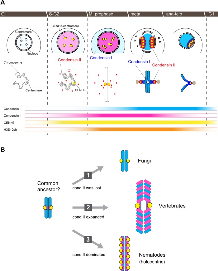 FIGURE 7: