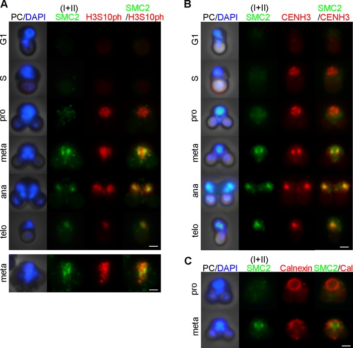 FIGURE 3: