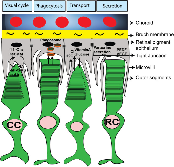 FIGURE 7