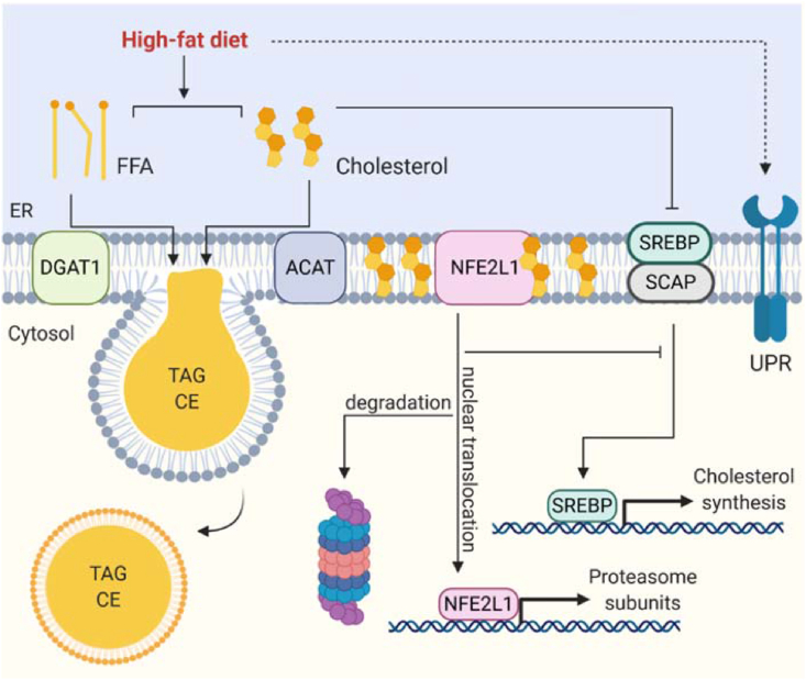Figure 3