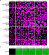 Figure 3—figure supplement 2.