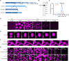 Figure 2—figure supplement 1.