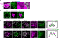 Figure 1—figure supplement 2.