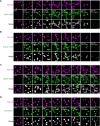 Figure 2—figure supplement 2.