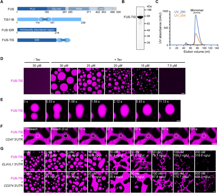 Figure 2—figure supplement 1.