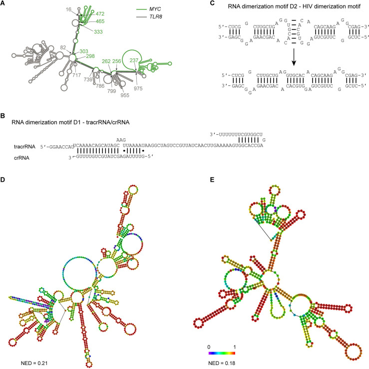 Figure 5—figure supplement 1.