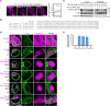 Figure 1—figure supplement 1.
