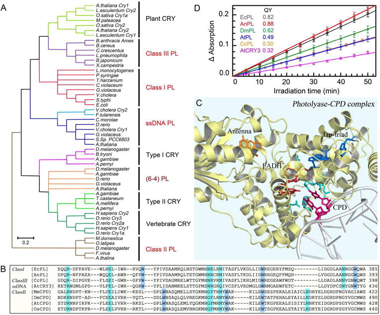 Photolyase: Dynamics and Mechanisms of Repair of Sun-Induced DNA Damage ...