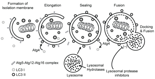 Figure 1)