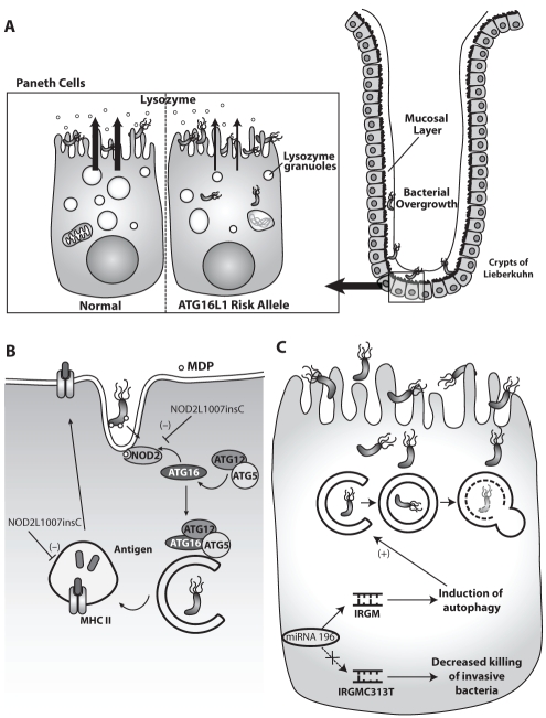 Figure 3)