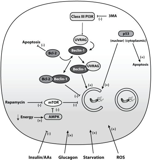 Figure 2)