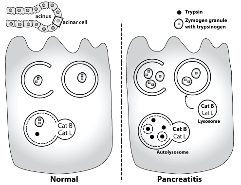 Figure 4)