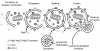 Figure 1)