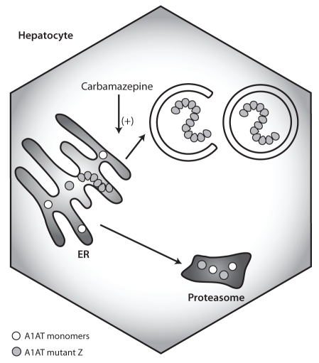 Figure 5)