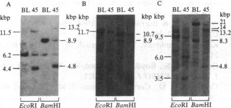 graphic file with name pnas00351-0225-c.jpg