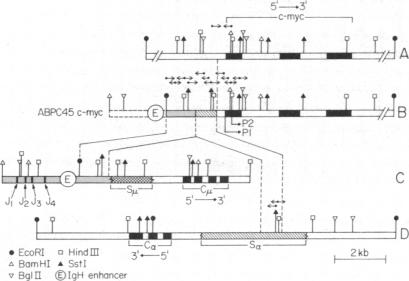 graphic file with name pnas00351-0223-a.jpg