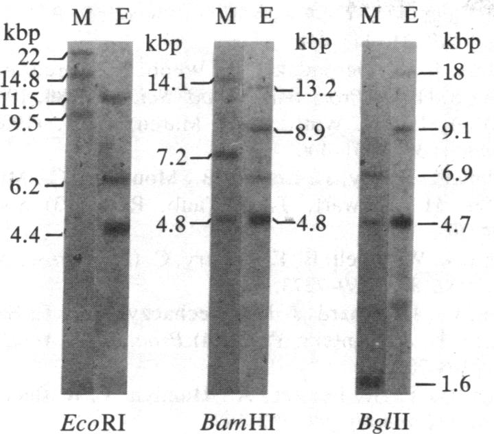 graphic file with name pnas00351-0225-a.jpg