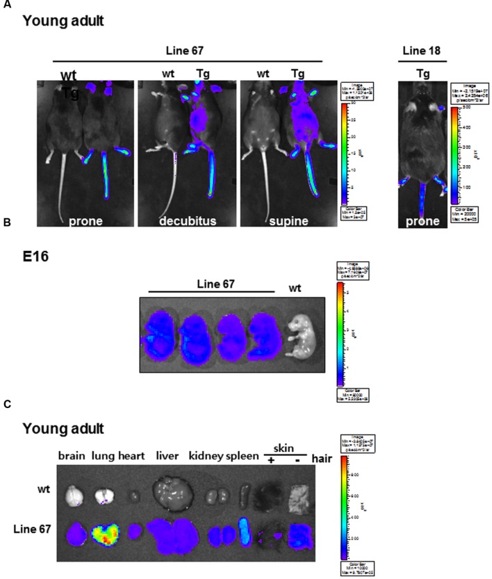 FIGURE 2