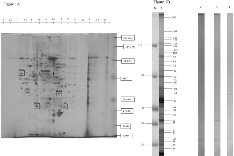 Fig. 1: