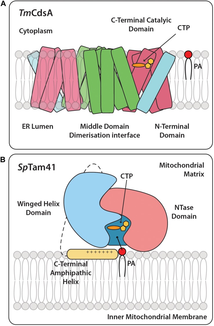 FIGURE 3