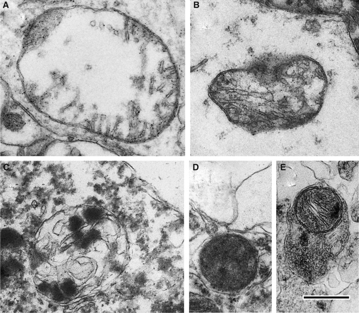 FIG. 2.