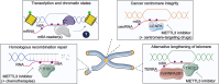 Graphical Abstract