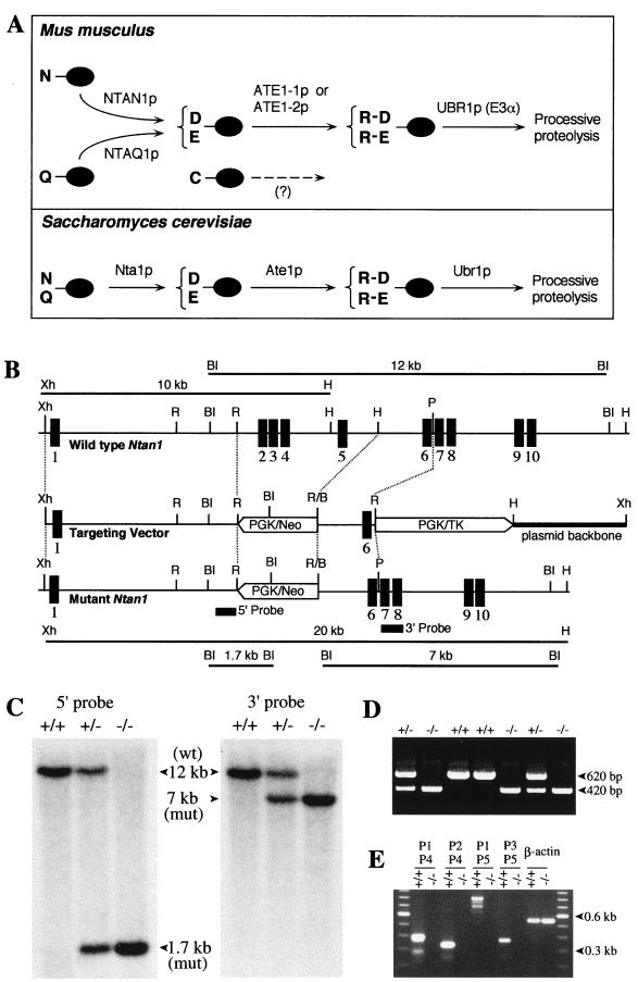 FIG. 1