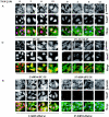 FIG. 3.