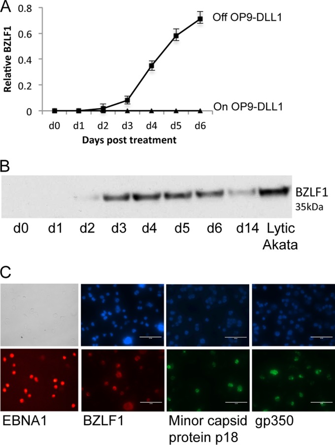 FIG 2