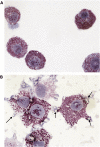 <b>Figure 3.</b>