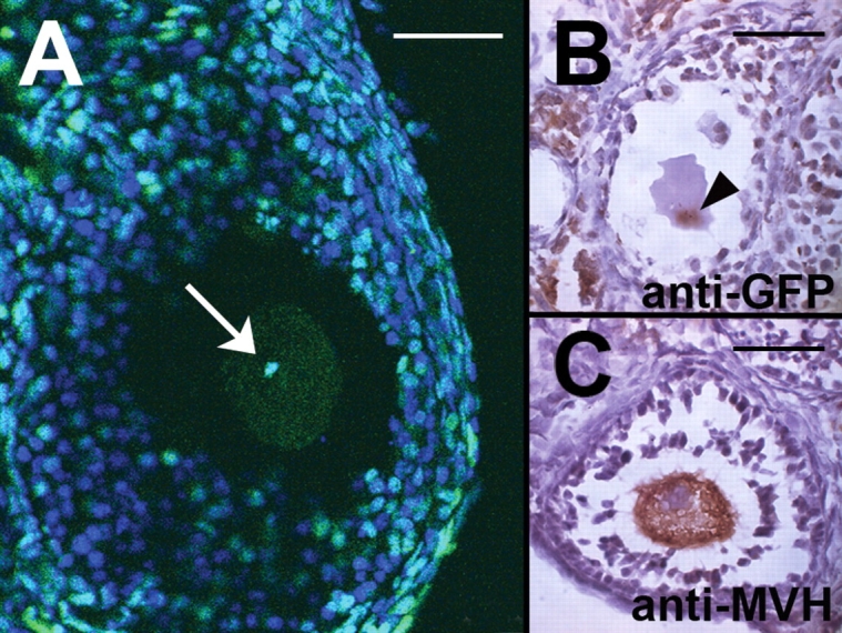 Figure 1: