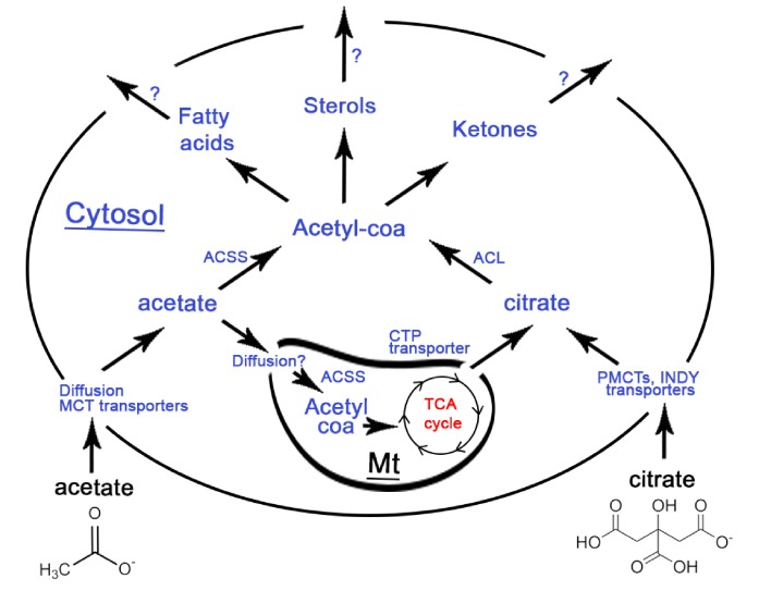 Figure 2—figure supplement 2.