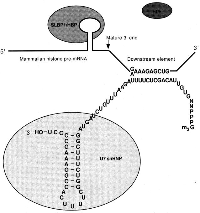 FIG. 5