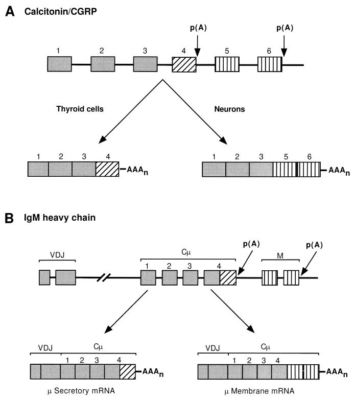 FIG. 10