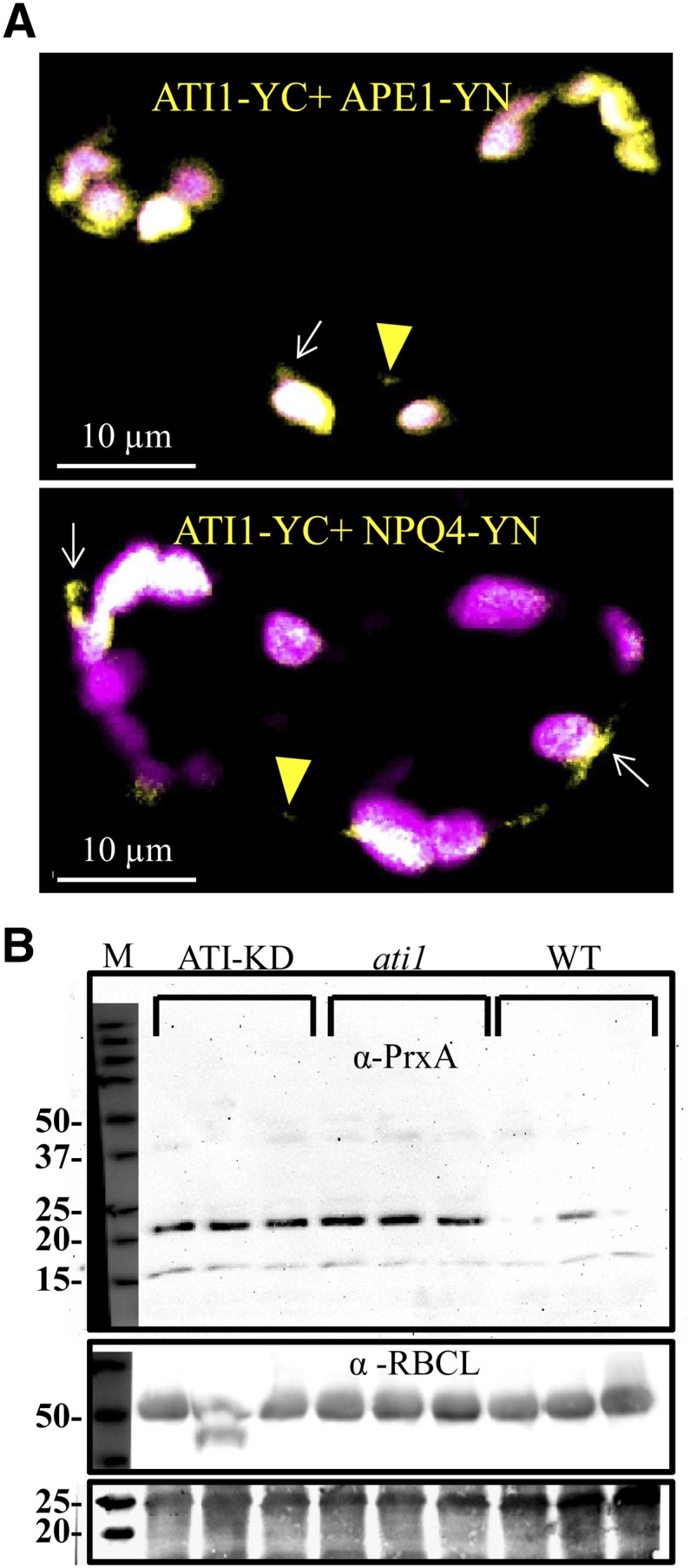 Figure 7.