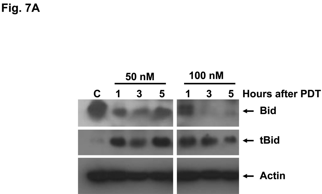 Fig. 7