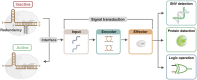 Graphical Abstract