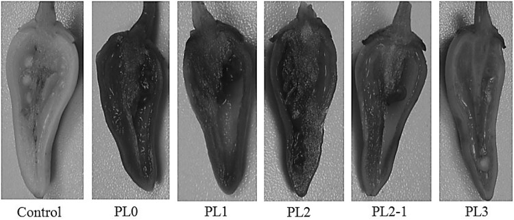 Fig. 6